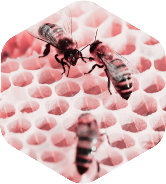 Bees Collaborating